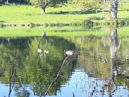 Geese on lake Geese on lake
