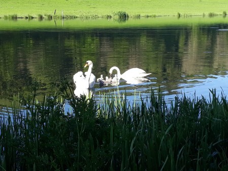Swans on lakes Swans on lakes