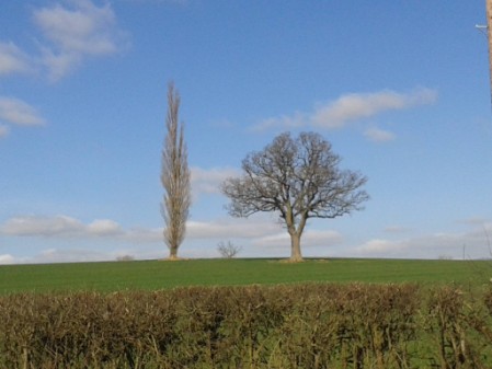Two trees Two trees